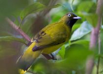 Andaman Birding Tour