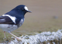 North India Birding Tour