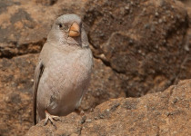 Rajasthan Birding Tour