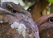 Western Ghats Fixed Departure Birding Tour