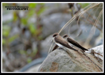Western Ghats Fixed Departure Birding Tour