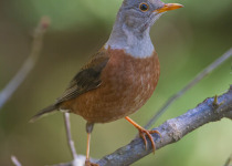 Pangot & Sat Tal Short Birding Tours