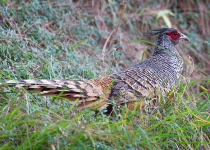 Pangot & Sat Tal Short Birding Tours