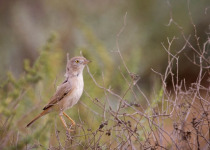 Great Rann Of Kutch Short Birding Tours