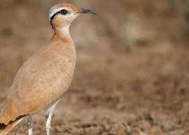 Great Rann Of Kutch Short Birding Tours