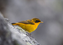 Eaglenest Arunachal Birding Tour