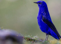 Eaglenest Arunachal Birding Tour