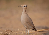 Gujarat Birding and Wildlife Tour