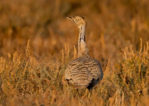 Gujarat Birding and Wildlife Tour