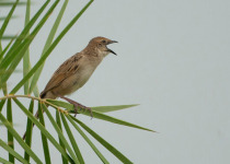 Rajasthan and Kashmir Birding Tour