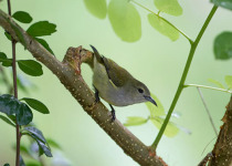 South India and Andamans Birding Tour