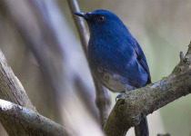 South India and Andamans Birding Tour