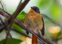 Western Ghats Endemic Birding Tour