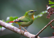 Mandala-Sela Pass Short Birding Tours
