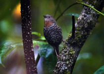 Mishmi Hills Short Birding Tour