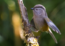 Mishmi Hills Short Birding Tour