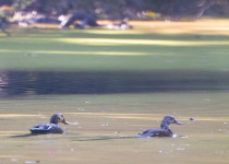 Nameri Kaziranga Short Birding Tours