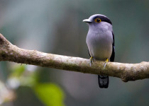 Nameri Kaziranga Short Birding Tours