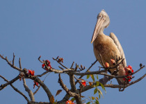 Kaziranga & Meghalaya Short Birding Tour