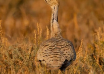 Little Rann of Kutch Short Birding Tours