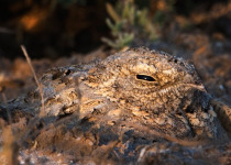 Little Rann of Kutch Short Birding Tours