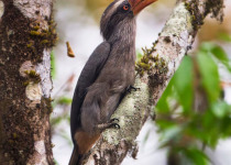 Thattekad Kerala Short Birding Tours