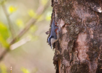 Nagaland Short Birding Tours