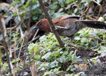 Nagaland Short Birding Tours