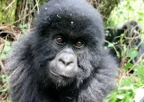 Classic Gorilla Trek