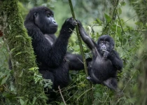 Classic Gorilla Trek