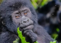 Classic Gorilla Trek