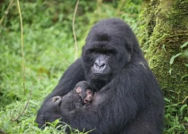 Gorilla & Chimp Safari