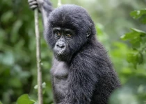 Gorilla & Beyond