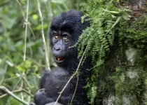 Gorilla & Beyond