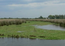 Ceibas Road Birding Tour