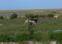 Samborombon Bay Birding Tour