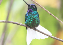 Bogota and Northern Colombia Colombian Endemics Birding Tour