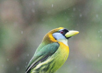 Western and Central Andes Colombian Endemics Birding Tour