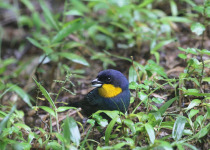 Western and Central Andes Colombian Endemics Birding Tour