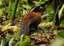 Western and Central Andes Colombian Endemics Birding Tour