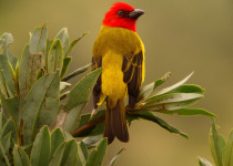 Western and Central Andes Colombian Endemics Birding Tour