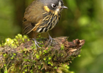 Western and Central Andes Colombian Endemics Birding Tour