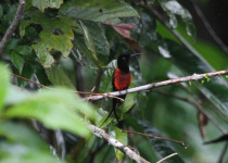 North Amazonia and Orinoco Basin Birding Tour