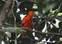 North Amazonia and Orinoco Basin Birding Tour