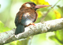 North Amazonia and Orinoco Basin Birding Tour
