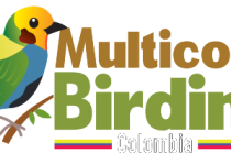 North Amazonia and Orinoco Basin Birding Tour
