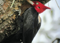 Northwest Argentina Essentials Birding Tour