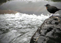 Northwest Argentina Essentials Birding Tour