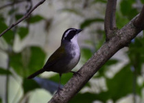 Northwest Argentina Essentials Birding Tour