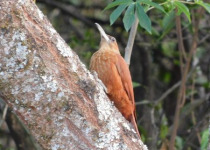 Northwest Argentina Essentials Birding Tour